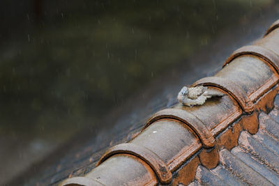 Bird perching on tiled roof during rainy season