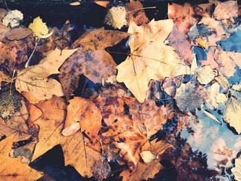 High angle view of maple leaves on field