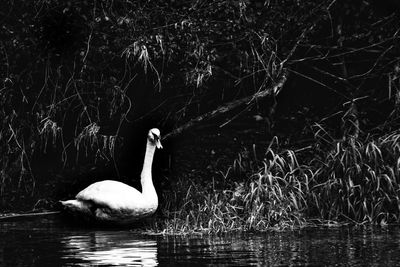 Swan swimming in lake