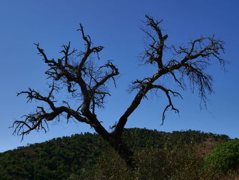 Low angle view of trees against clear blue sky