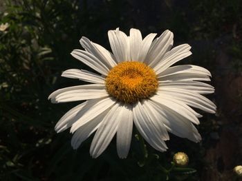 Close-up of white daisy