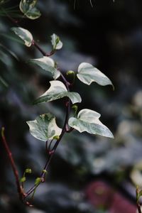  leaves close-up of fresh green plant