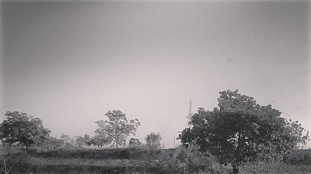 tree, clear sky, copy space, growth, tranquility, field, nature, tranquil scene, landscape, beauty in nature, sky, scenics, day, plant, outdoors, house, built structure, branch, low angle view, grass