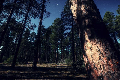 Trees in forest