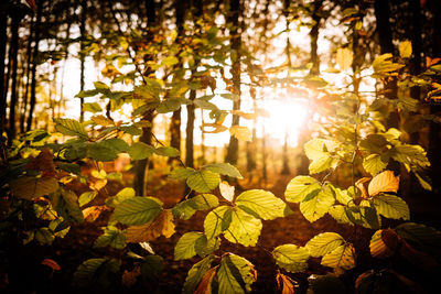 Sunlight streaming through leaves