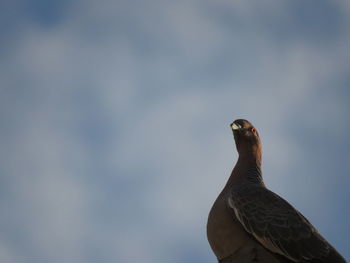 Low angle view of bird perching on wall