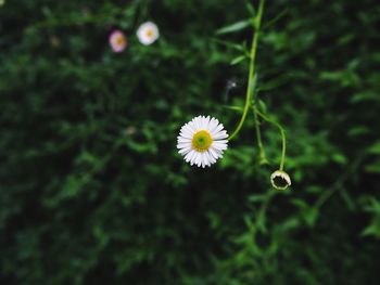 Close-up of white flowering plant