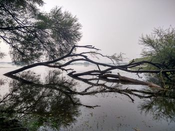 Tree by lake against clear sky