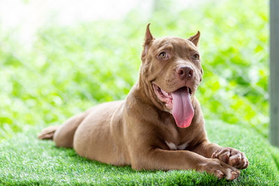 Close-up of dog sitting on grass