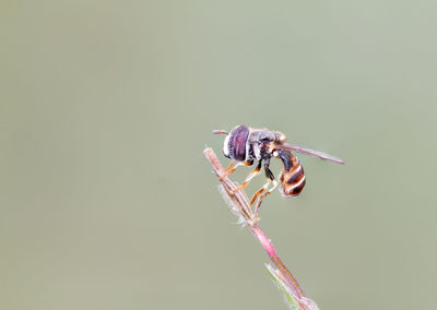 Close-up of insect on twig