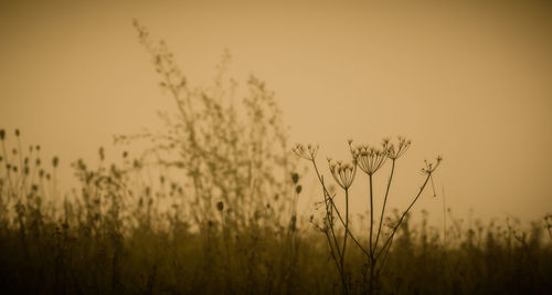 Close-up of stalks in field against clear sky