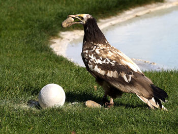 Close-up of bird on field