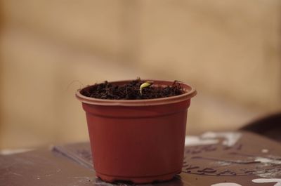 Close-up of potted plant on table