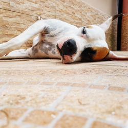 Close-up portrait of dog lying down