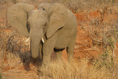 View of elephant on field