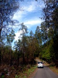 Road passing through trees