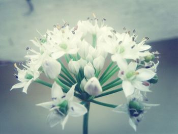 Close-up of white flowers