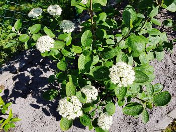 High angle view of flowering plant on field