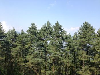 Low angle view of trees against blue sky