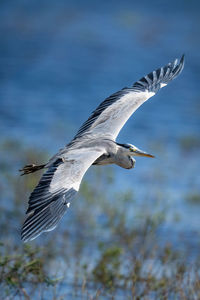 Bird flying over lake