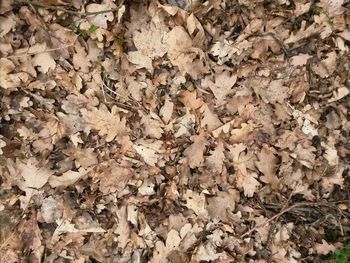 Full frame shot of leaves
