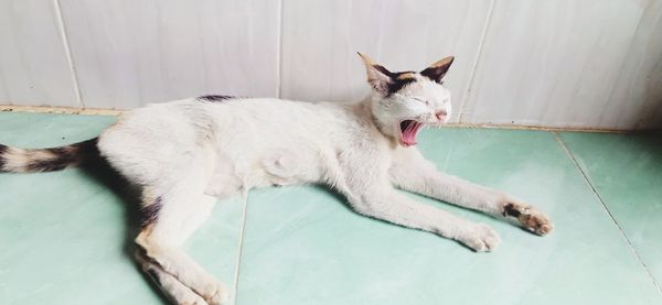 Cat lying down on floor