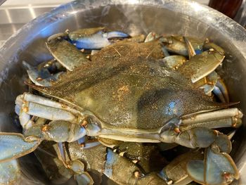 High angle view of fish in container