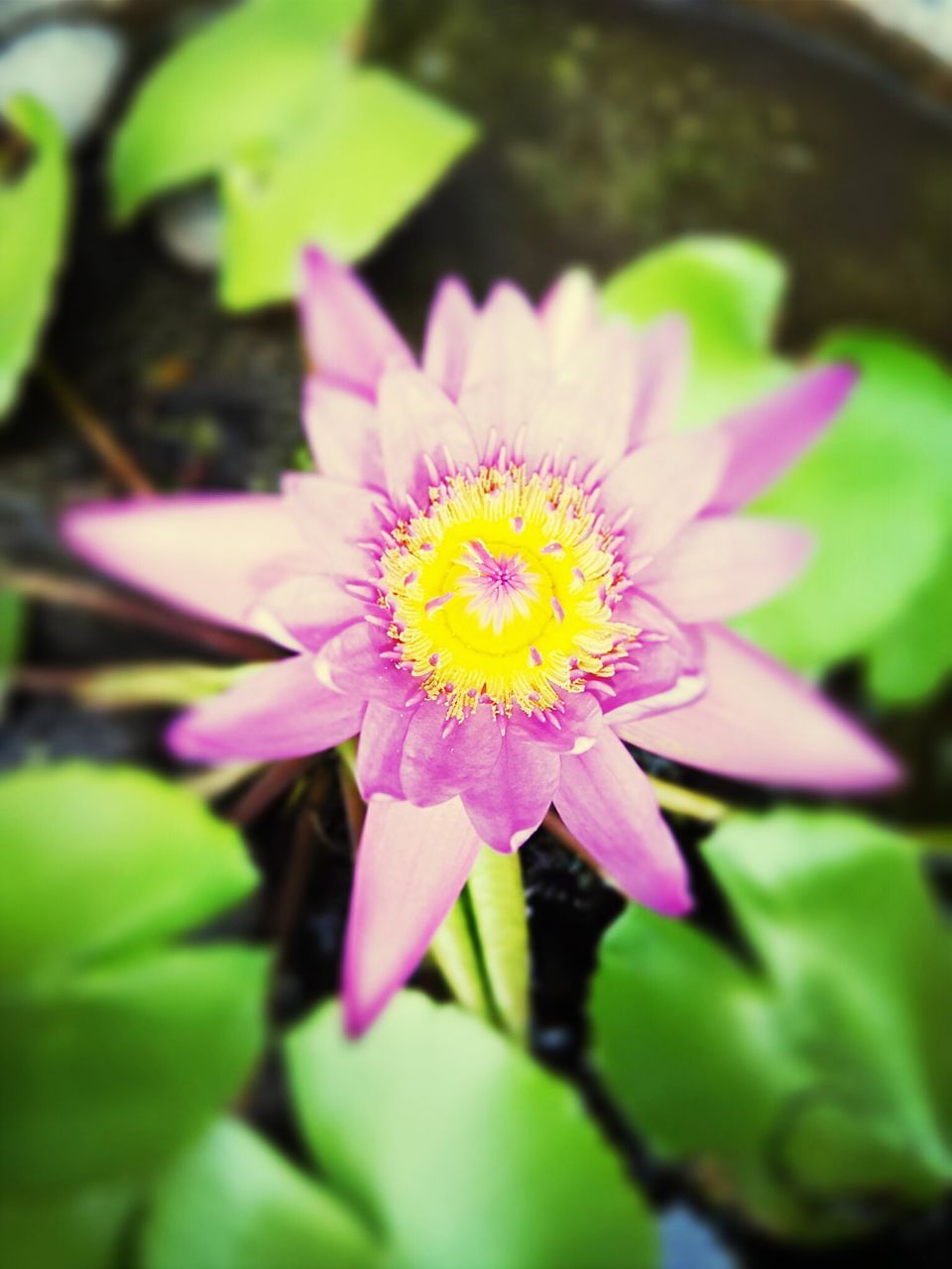 flower, petal, freshness, flower head, fragility, single flower, water lily, growth, beauty in nature, pollen, close-up, purple, blooming, nature, leaf, plant, pond, focus on foreground, water, in bloom