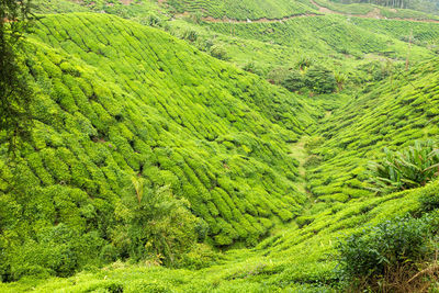 High angle view of green landscape