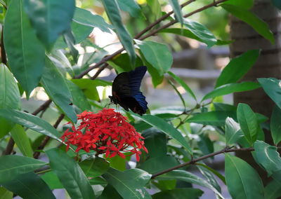 Close-up of butterfly on red flowers