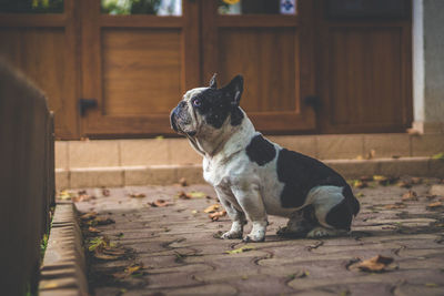 Dog sitting outdoors in autumn