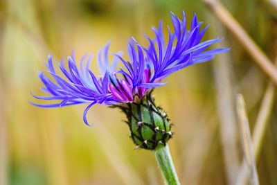 Close-up of purple flowering plant