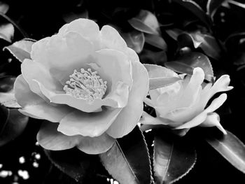 Close-up of wet flowers