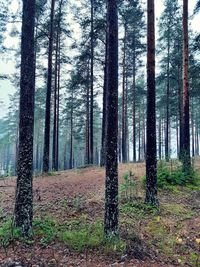 Pine trees in forest