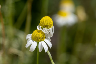 Close-up of white flowering plant