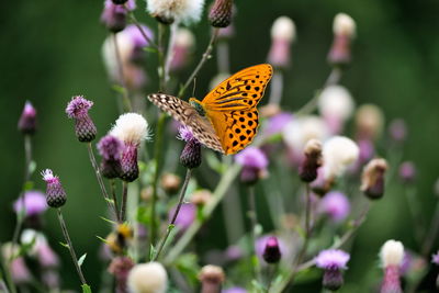 Butterfly on purple flower