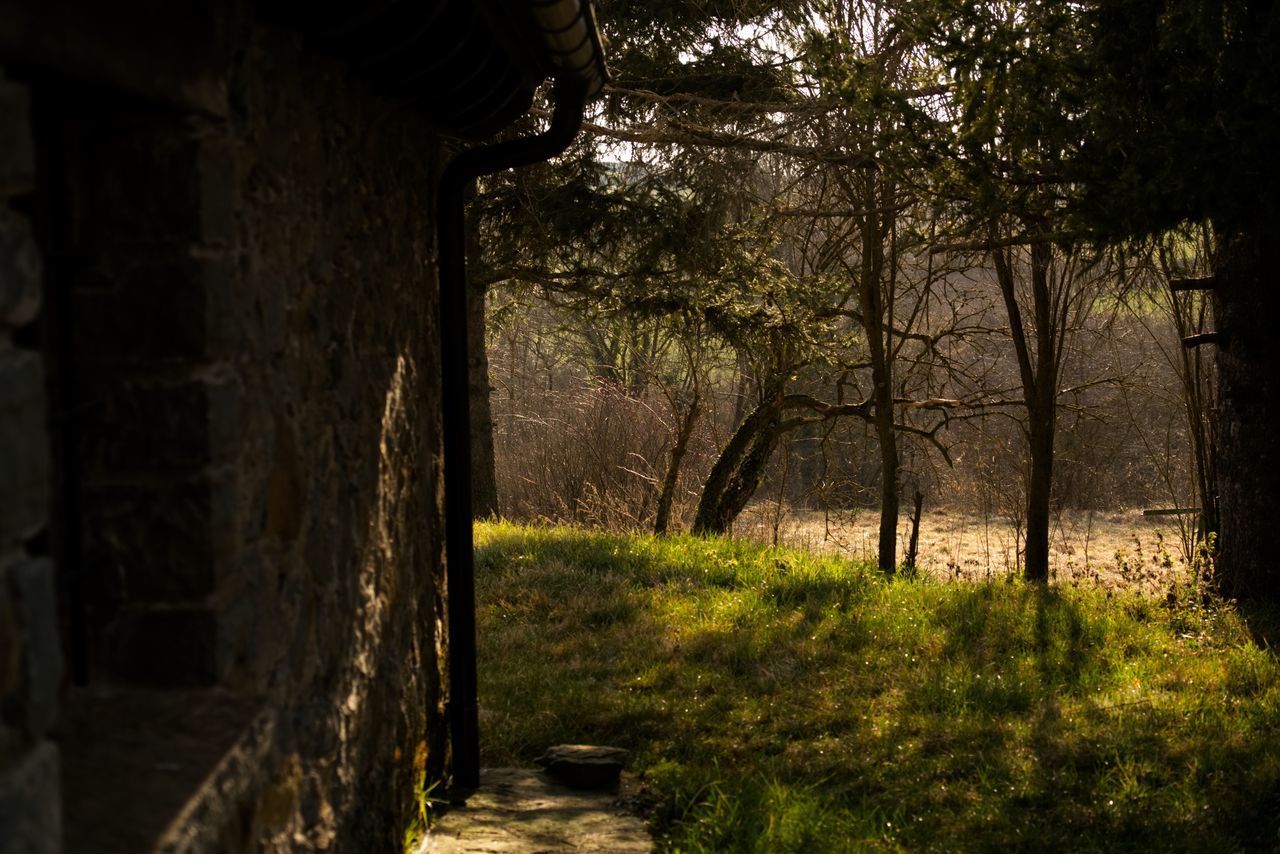 VIEW OF TREES GROWING IN FOREST