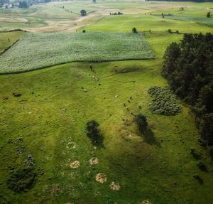 High angle view of grassy field