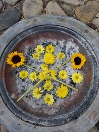 High angle view of yellow flower in pot