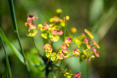 Close-up of flowering plant