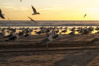 Seagulls flying over beach against sky during sunset