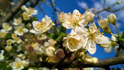 Close-up of white flowers blooming in garden