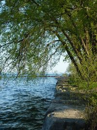 Scenic view of lake in forest against sky