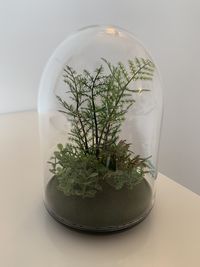 Close-up of plant against glass wall