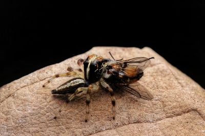 Close-up of housefly
