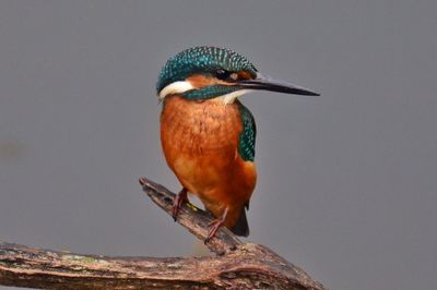 Close-up of bird perching against sky