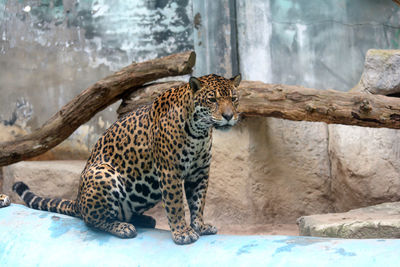 Tiger sitting in a zoo