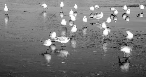 High angle view of swans floating on lake