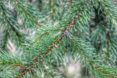 Close-up of pine tree