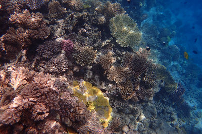 undersea